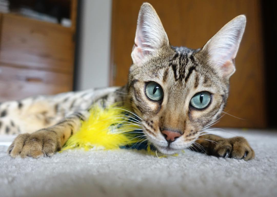 跨界焦点,卡塞米罗在F1年度争冠之夜的意外荣耀